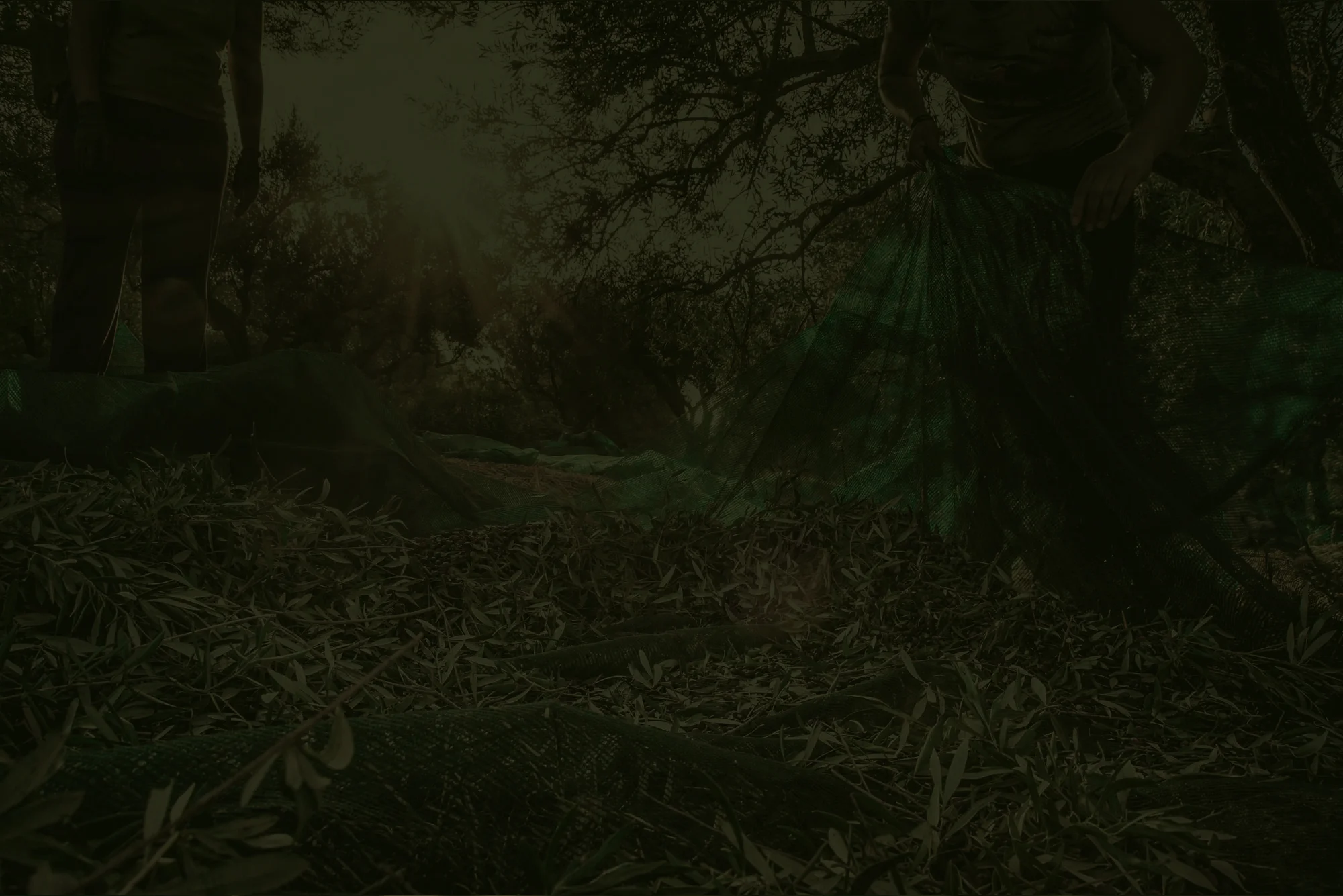 Aceite. El aceite ecológico y orgánico de Jaén, Zais.