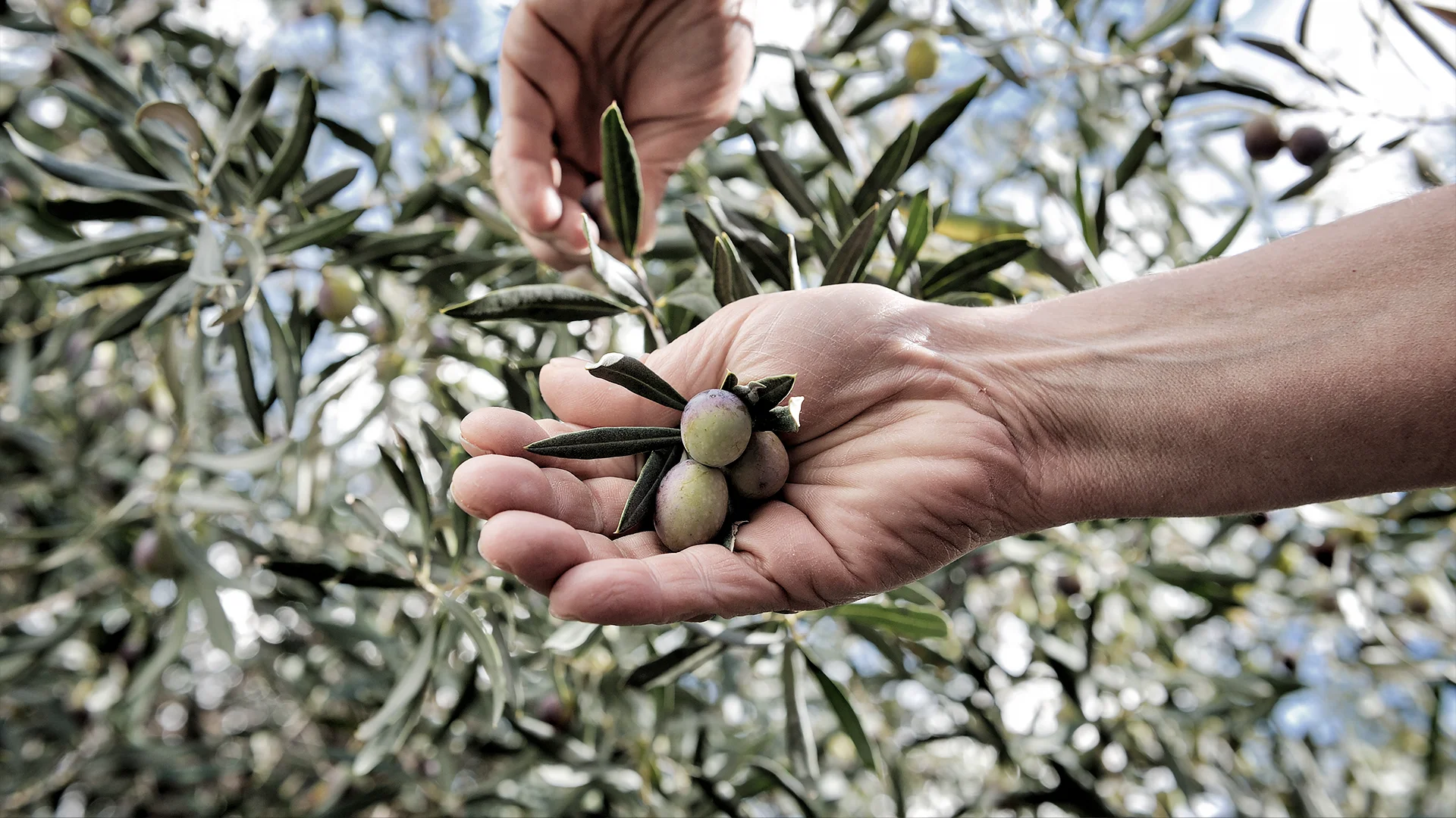 Procesos biodinámicos, Zais aceite de oliva extra virgen.