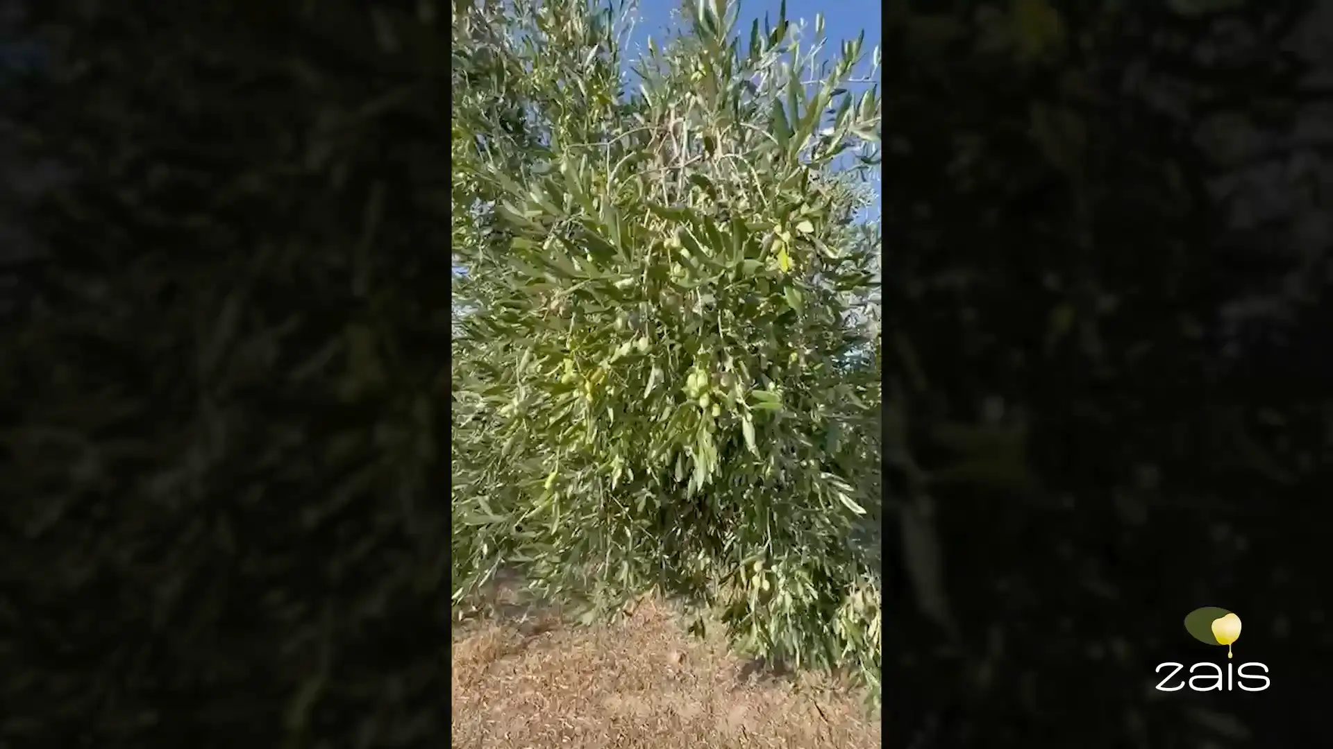 Nueva campaña, nuevo aceite Zais.