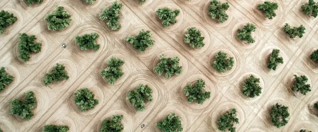 Papel reciclado para recuperar suelos áridos