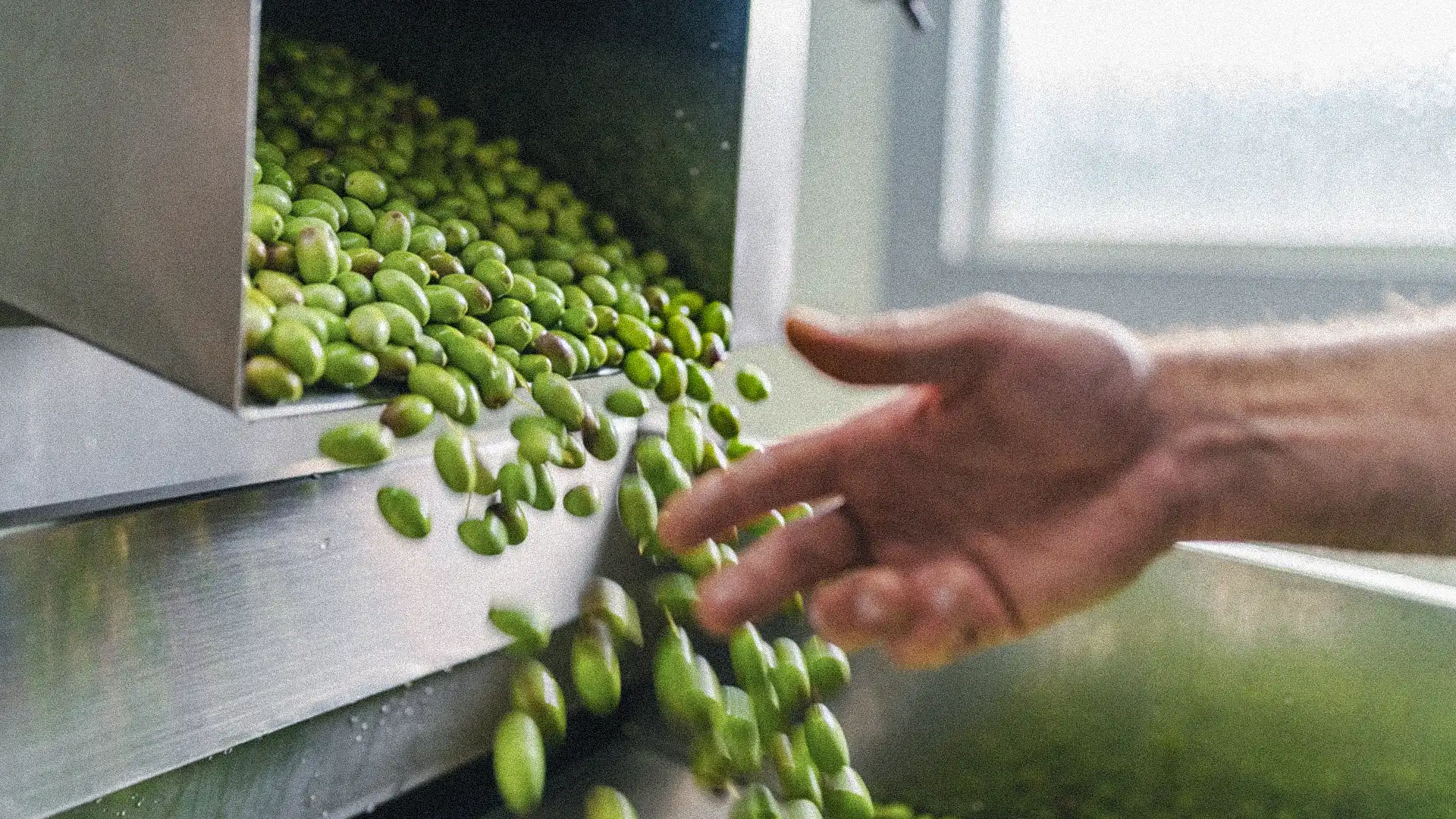 Extracción en frío y pureza del AOVE