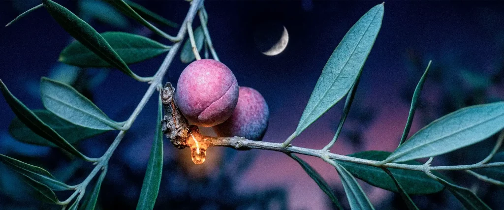 El Calendario Lunar en el Olivar Zais Bio