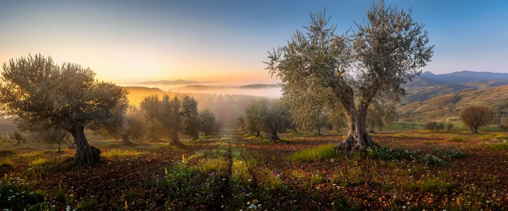 Picual y Arbequina. el carácter del AOVE de Zais Bio